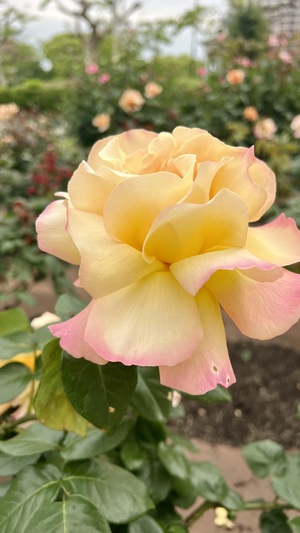 IMG_2963.jpeg
