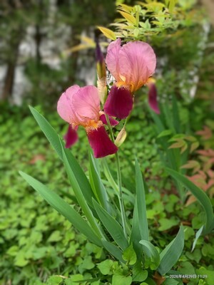 IMG_20260429_112908503_HDR_4.jpg