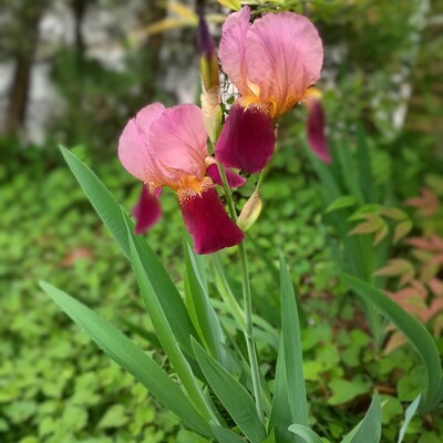 IMG_20260429_112908503_HDR_4.jpg