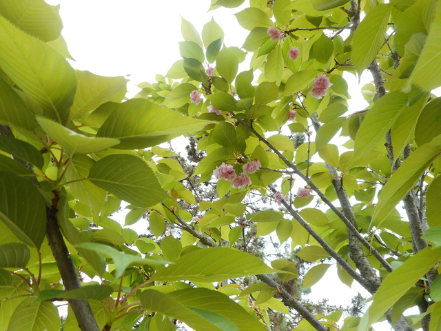DSCN0124.JPG