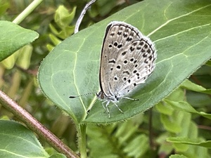 IMG_2516.jpeg