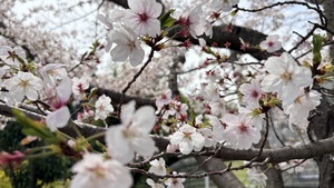 IMG_1628.jpeg