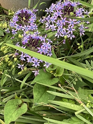 IMG_4438.jpeg
