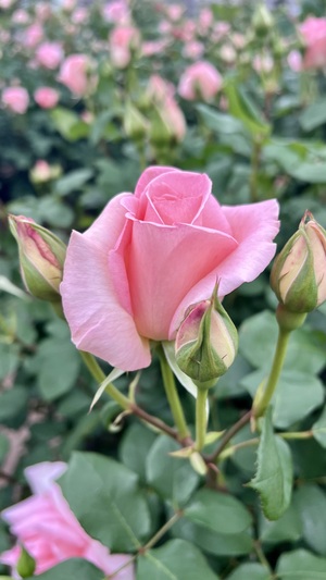 IMG_3238.jpeg