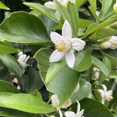 IMG_2523.jpeg