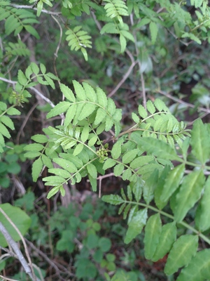 DSC_4036.JPG
