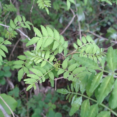 DSC_4036.JPG