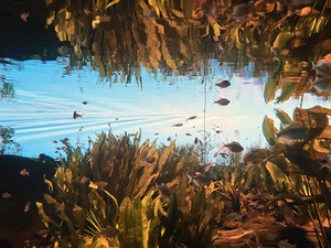 IMG_1232.jpeg