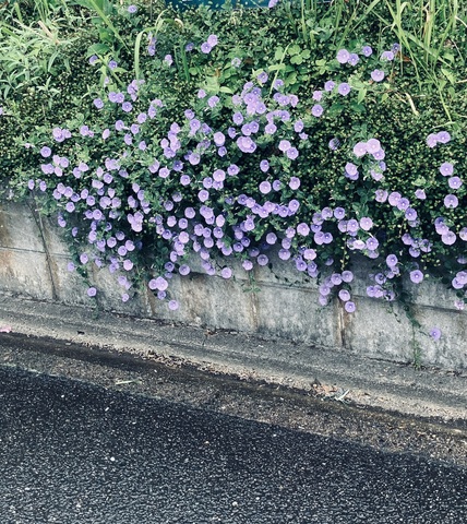 IMG_3386.jpeg