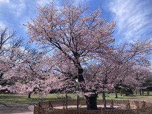 IMG_5036.jpeg