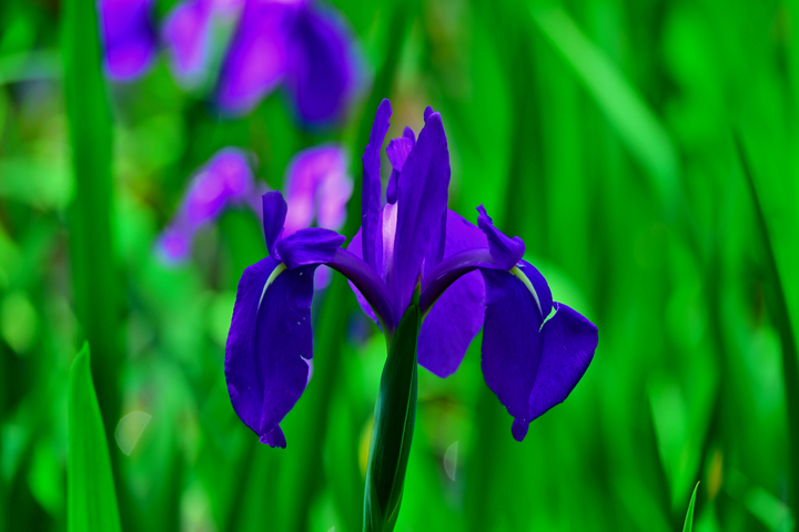 DSC_8428.jpg