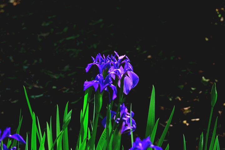 DSC_8440.jpg