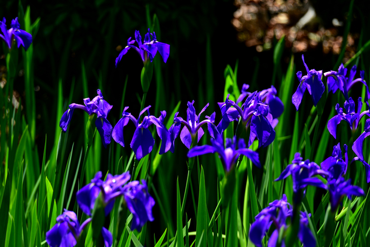 DSC_8504.jpg