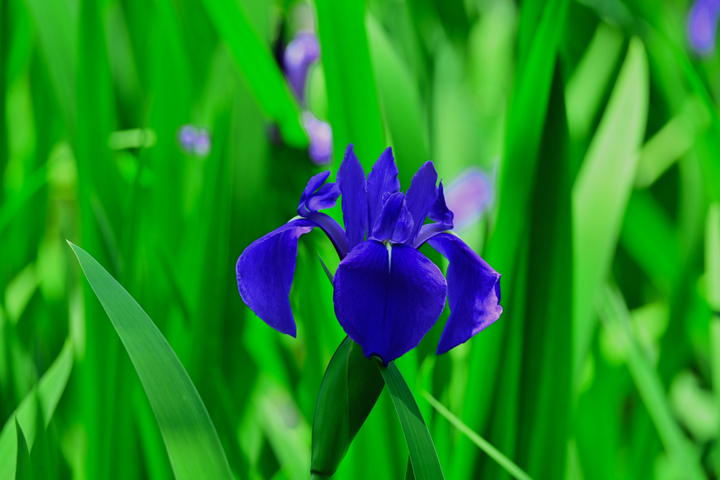 DSC_8563.jpg