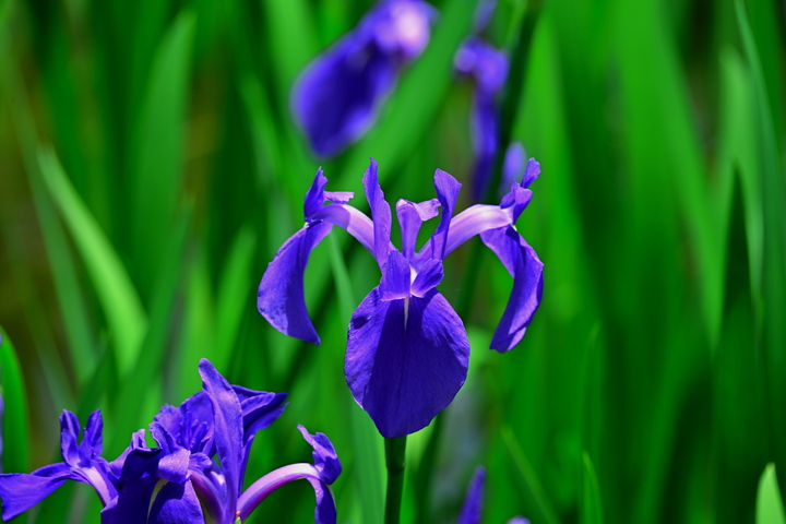 DSC_8567.jpg