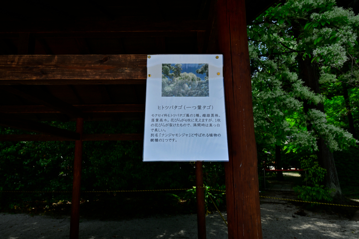 DSC_8655.jpg
