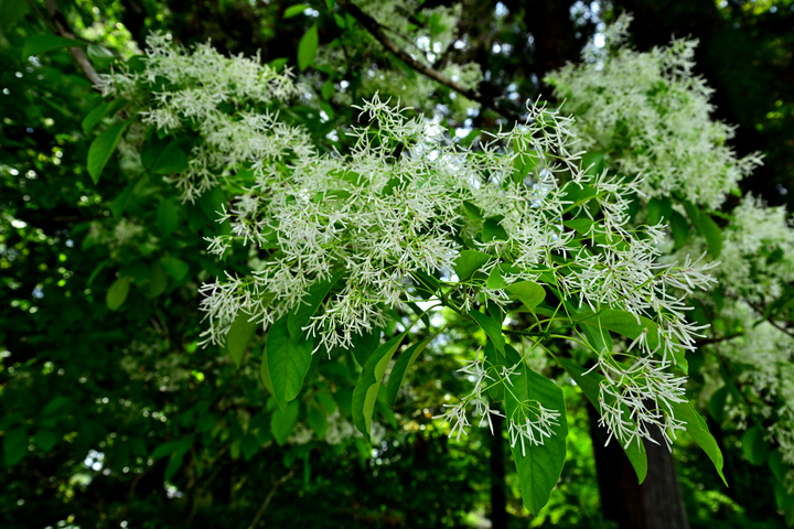 DSC_8656.jpg