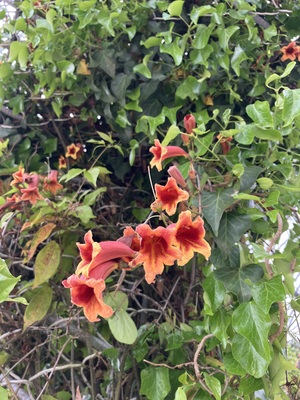 IMG_3147.jpeg