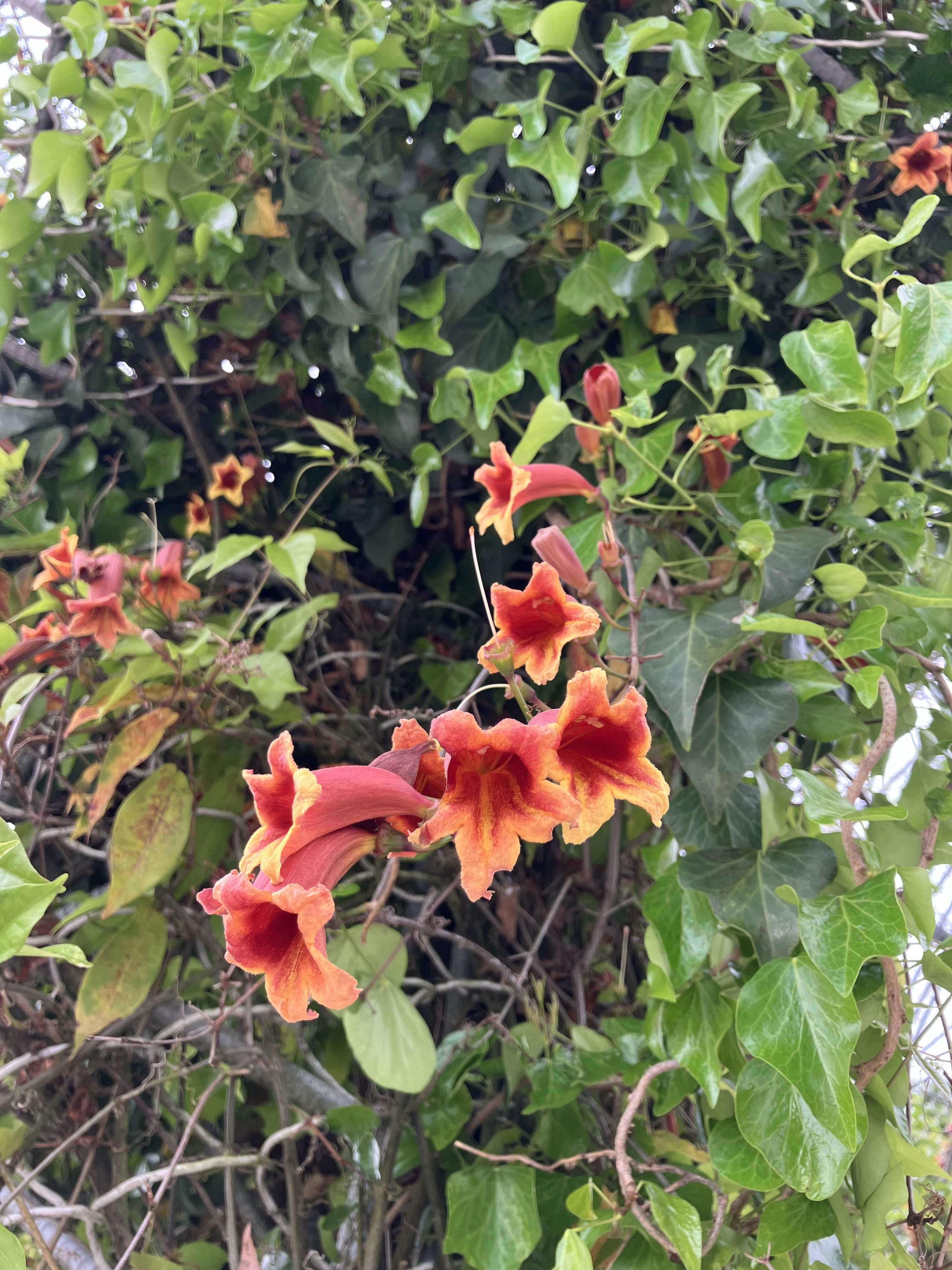 IMG_3147.jpeg