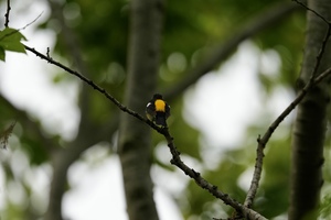 DSC08896.jpeg