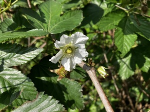 IMG_7566.jpeg