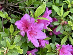IMG_2770.jpeg