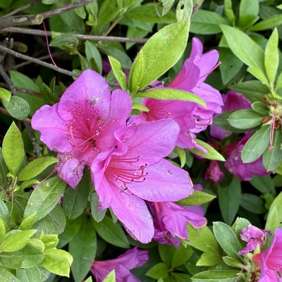 IMG_2770.jpeg