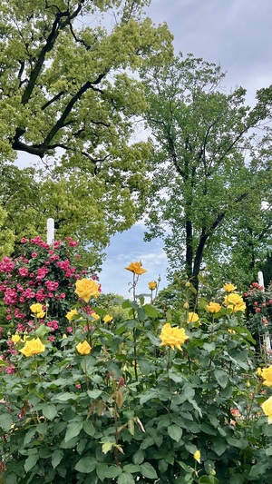 IMG_4156.jpeg