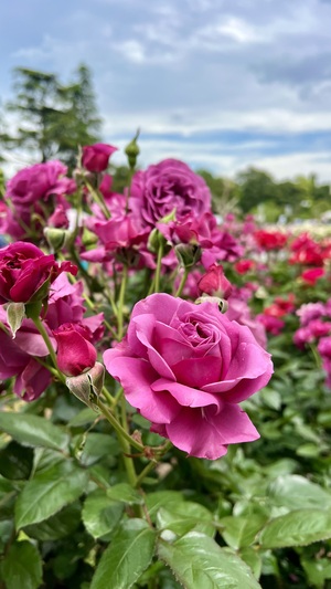 IMG_4202.jpeg
