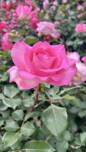 IMG_4385.jpeg