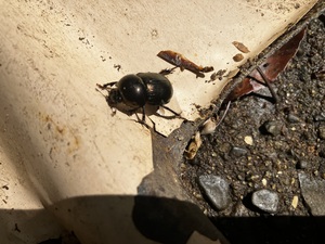 IMG_7526.jpeg