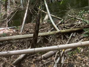 IMG_7529.jpeg