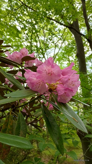 IMG_20260504_111632025_HDR.jpg