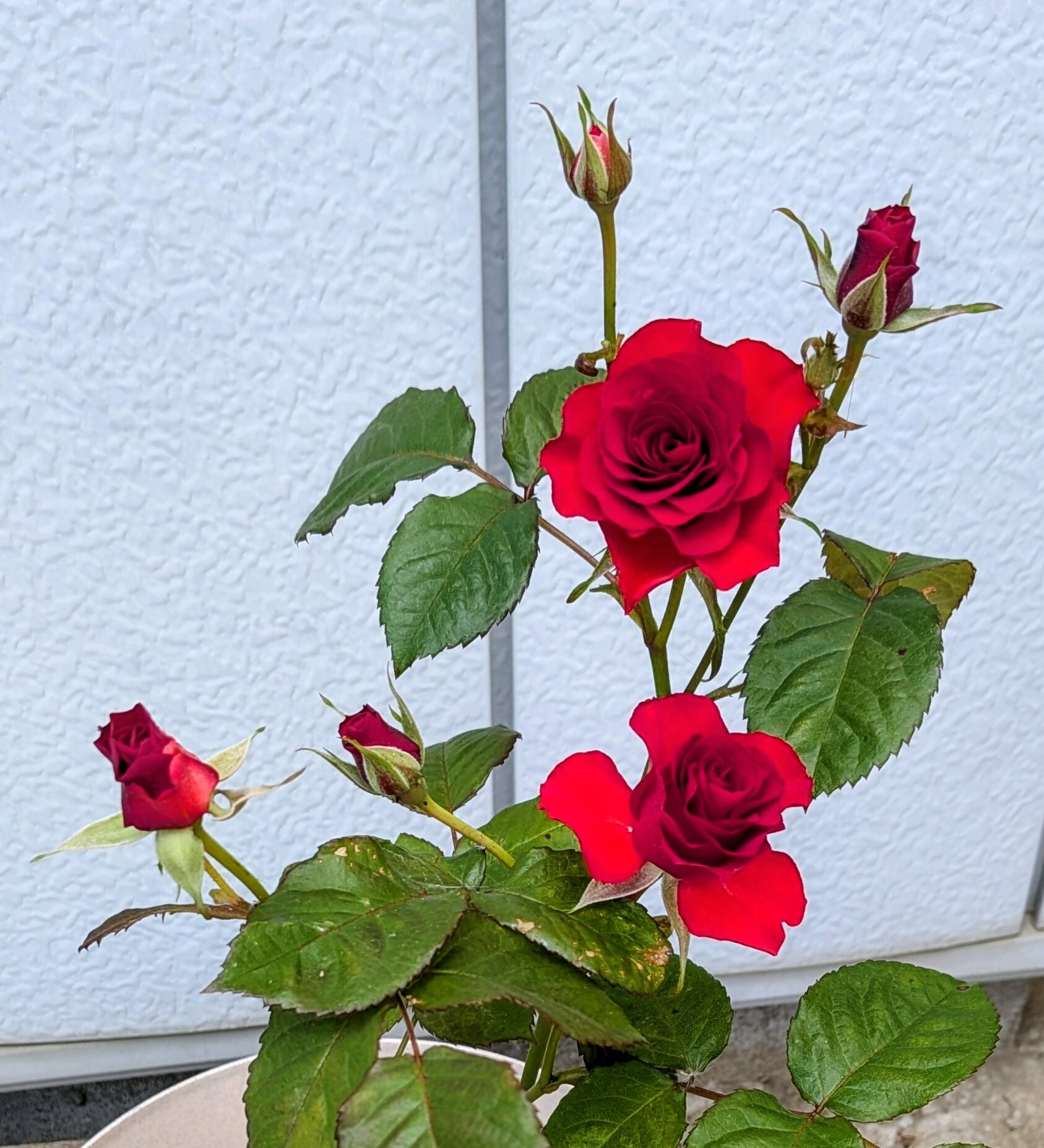 PXL_20260504_034315822_3.jpg