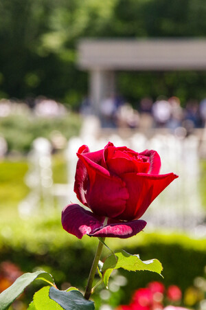 IMGP1507.jpg
