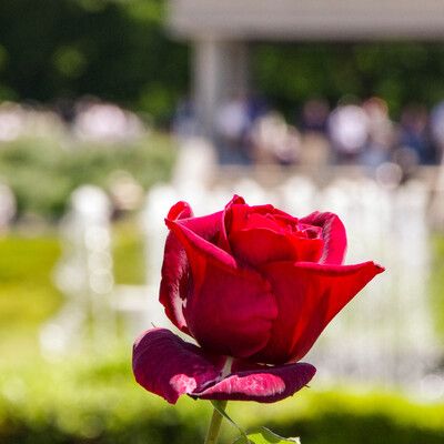 IMGP1507.jpg