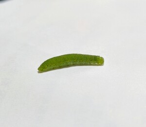 PXL_20260503_042532980.MACRO_FOCUS_2.jpg