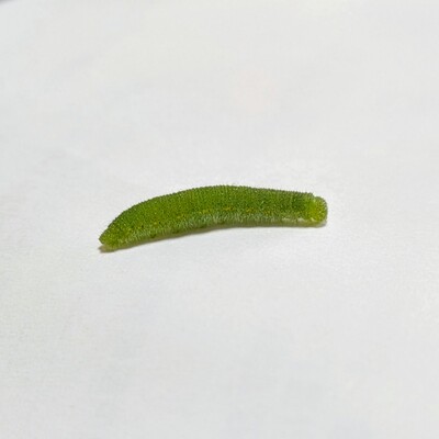 PXL_20260503_042532980.MACRO_FOCUS_2.jpg