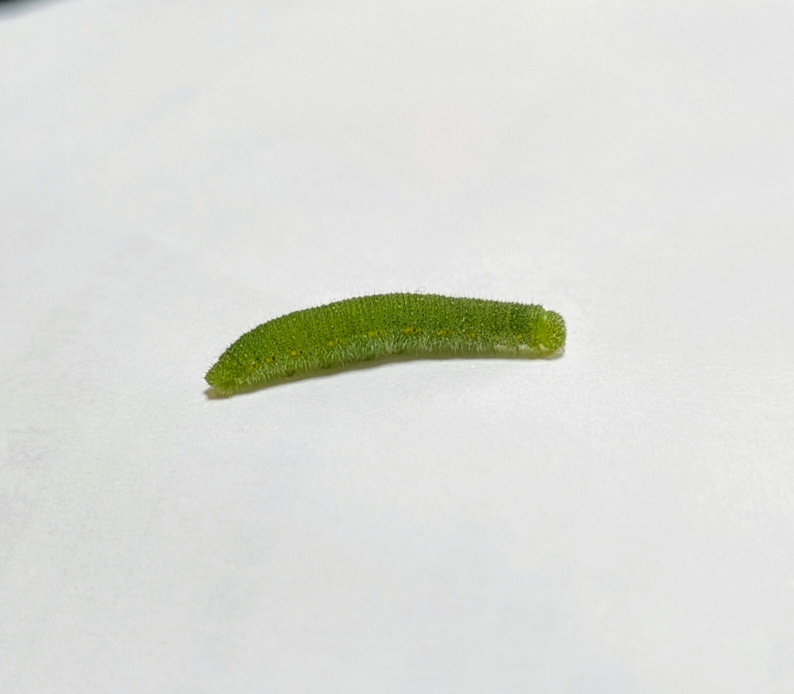 PXL_20260503_042532980.MACRO_FOCUS_2.jpg