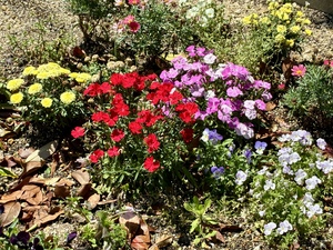 IMG_2797.jpeg