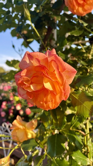 IMG_4960.jpeg