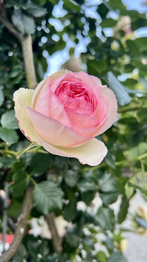 IMG_5024.jpeg