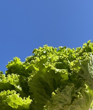 IMG_9913.jpeg