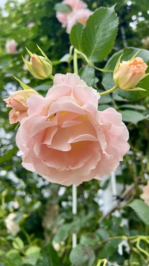 IMG_5253.jpeg