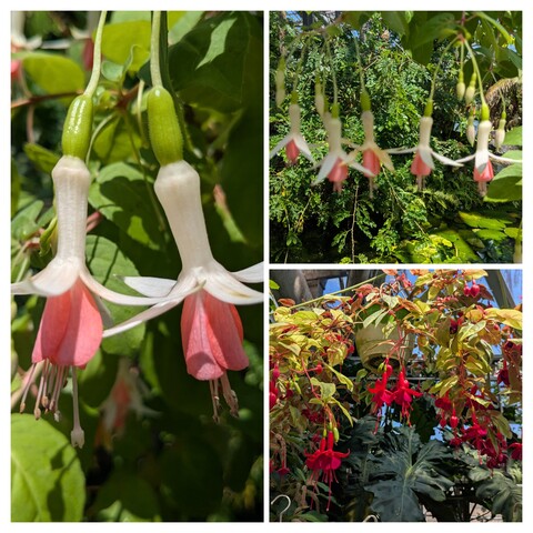 20260506_100746-COLLAGE.jpg