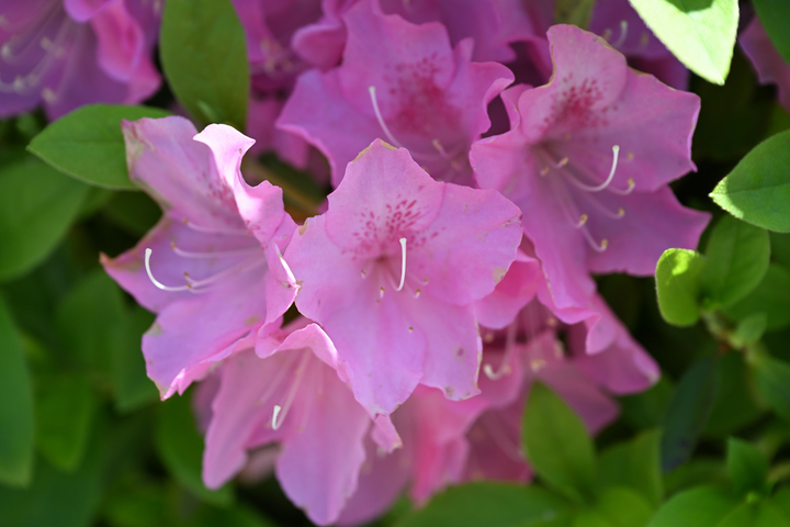 Z63_9902.JPG