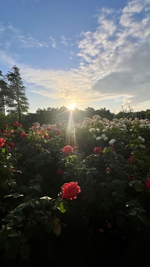 IMG_5538.jpeg