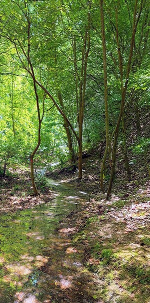 IMG_20260504_101345300_HDR_6.jpg