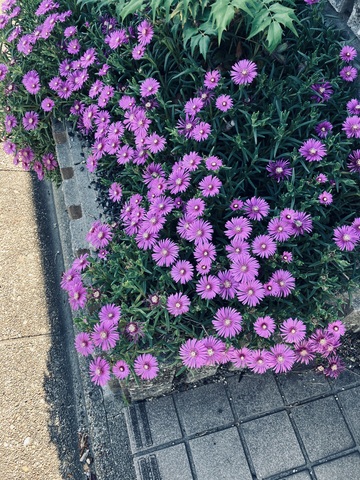 IMG_3399.jpeg