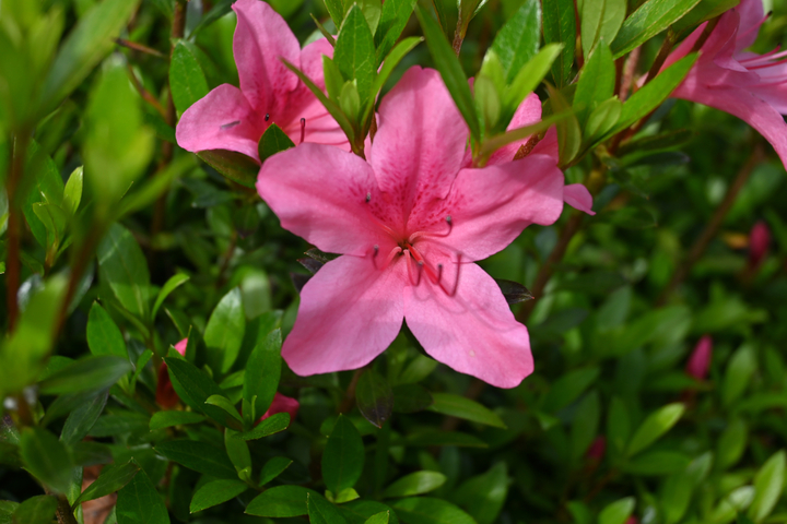 DSC_0032.jpg